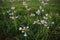 Cuckoo flowers in the grassland in the park at sunset.