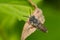 Cuckoo Leafcutter Bee - Genus Coelioxys