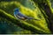 Cuckoo Perched on Moss-Covered Tree Branch, Featuring Intricately Feathered Texture - Nature Scene with Dew-Sparkled Leaves and