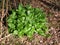 Cuckoo pint leaves