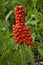 Cuckoo Pint or Lords and Ladies