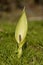 Cuckoo Pint or Lords and Ladies