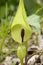 Cuckoo Pint or Lords and Ladies