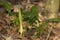 Cuckoo Pint or Lords and Ladies