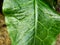 Cuckoo Pint Plant