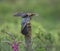 Cuckoo and Robin confrontation in the forest of the Scottish highlands