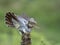 Cuckoo and Robin confrontation in the forest of the Scottish highlands