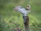 Cuckoo and Robin confrontation in the forest of the Scottish highlands