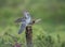 Cuckoo and Robin confrontation in the forest of the Scottish highlands