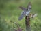 Cuckoo and Robin confrontation in the forest of the Scottish highlands