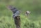 Cuckoo and Robin confrontation in the forest of the Scottish highlands