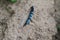 The cuckoo`s feather is grey and blue stuck in the ground