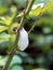 Cuckoo spit on blackberry plant, drop falling.