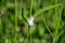 Cuckoo spit, caused by froghopper nymphs Philaenus spumarius