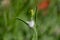 Cuckoo spit, caused by froghopper nymphs Philaenus spumarius