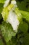 Cuckoo Spit, foam from plant sap caused by the froghopper or Spittle Bug. Macro, close up.