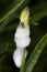 Cuckoo spit on a plant stem