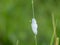 Cuckoo spit spittle protection protecting a froghopper