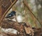 Cuckoo at Sultanpur Bird Sanctuary