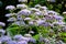 Cuckoo thistle, or ageratum.