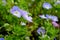 Cuckoo thistle, or ageratum.