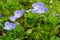 Cuckoo thistle, or ageratum.