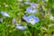 Cuckoo thistle, or ageratum.