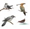 Cuckoo on a tree, Hoopoe (Upupa epops) and water bird, Isolated on white background.