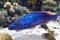 Cuckoo wrasse (Labrus mixtus)