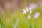 Cuckooflower blooming in a meadow