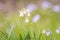 Cuckooflower blooming in a meadow