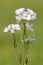 Cuckooflower cardamine pratensis