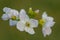 Cuckooflower cardamine pratensis