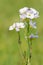 Cuckooflower cardamine pratensis