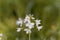 Cuckooflower Cardamine pratensis