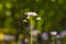 Cuckooflower Cardamine pratensis blooming in colorful a meadow