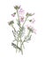 Cuckooflower flower. Cardamine pratensis lady`s smock, bitter cress. Antique hand drawn flowers illustration.  Vintage and antiq