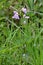 Cuckooflower or Lady`s-smock - Cardamine pratensis, Norfolk Broads, England, UK