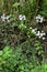 Cuckooflower or Lady`s-smock - Cardamine pratensis, Norfolk Broads, England, UK