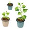 Cucmber plant in pot isolated. healthy young cucumber seedlings potted. realistic illustration of cucumber sprouts and growing