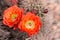 cuctus in bloom with orange flowers