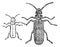 Cucujo beetle, vintage engraving