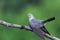 Cuculus canorus, Common Cuckoo