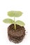 Cucumber baby plant in soil with roots over white