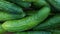 Cucumber background .harvest. many cucumbers from the field. healthy food