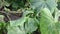 Cucumber bushes grow on a flower bed in the vegetable garden. recording close up