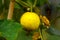 Cucumber crystal lemon fruit growing in summer kitchen garden