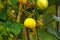 Cucumber crystal lemon fruit growing in summer kitchen garden