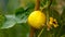 Cucumber crystal lemon fruit growing in summer kitchen garden