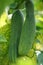 Cucumber Cucumis sativus, timun, mentimun, ketimun on the tree. Cucumbers grown to eat fresh are called slicing cucumbers.